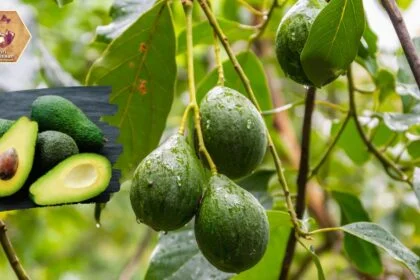 Avocado Blog Features Image
