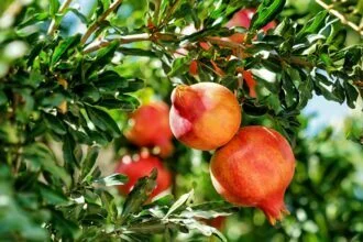 pomegranates in containerspomegranates in containers