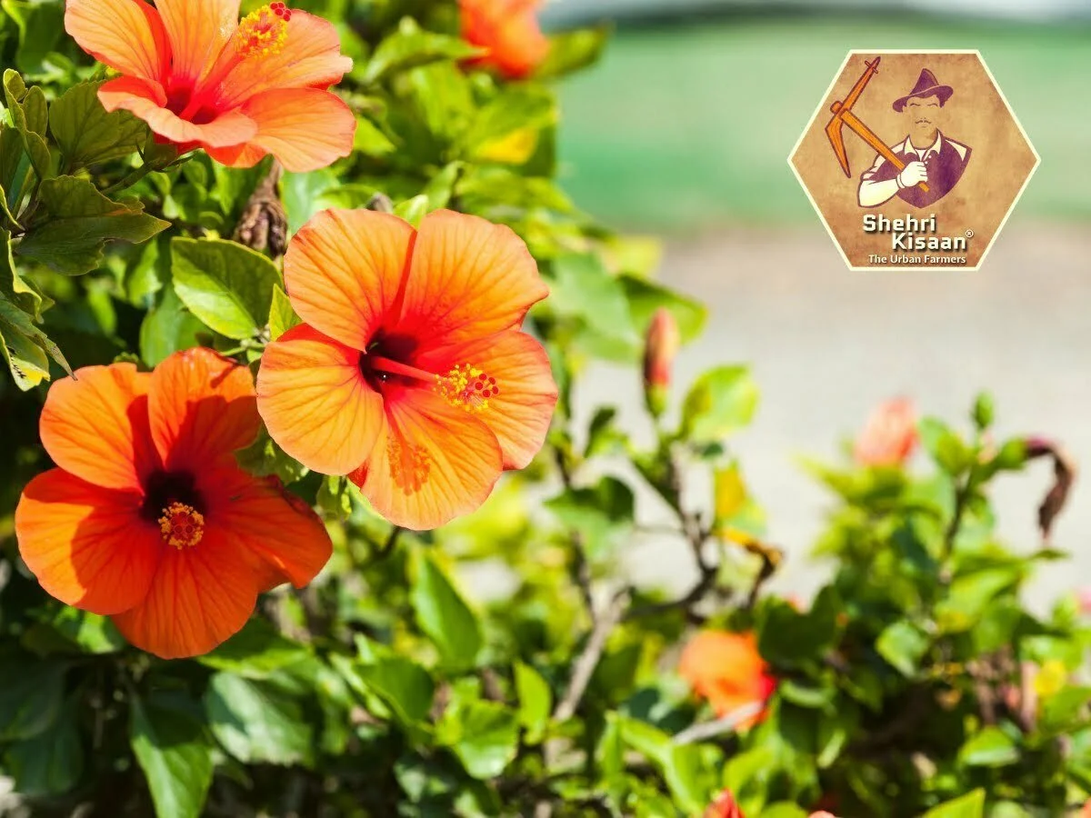 Fertilize, Pro, Best Practices, Hibiscus, Flowers