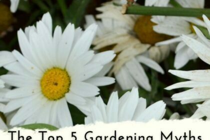 Copy of The Top 5 Gardening Myths That Could Be Hurting Your Plants (1080 × 1920px)