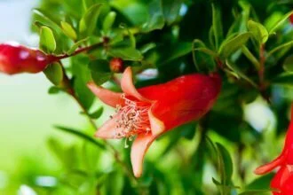 Growing Pomegranates in Containers