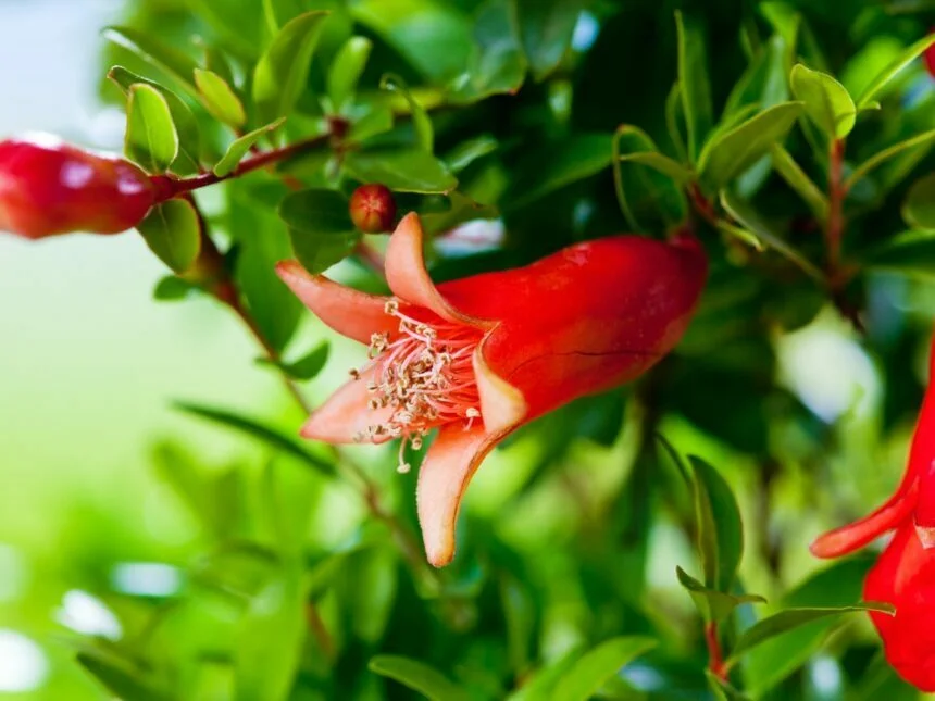 Growing Pomegranates in Containers