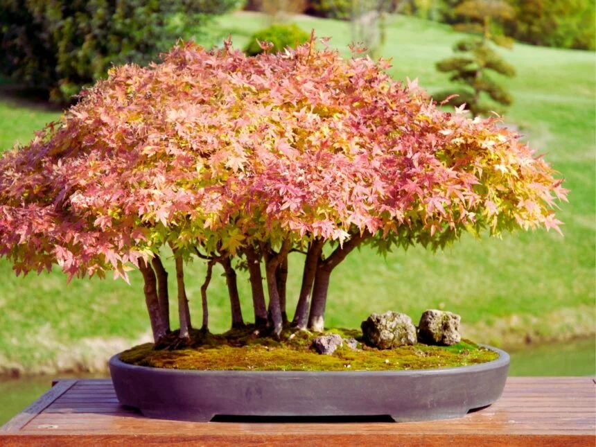 maple bonsai
