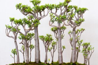 crassula trees Bonsai