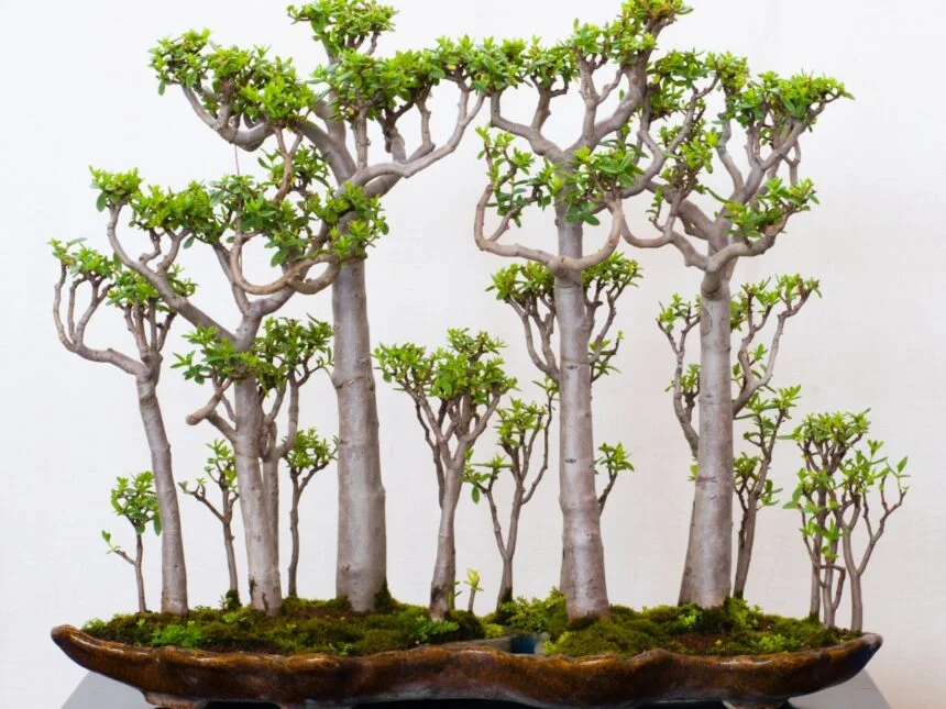 crassula trees Bonsai