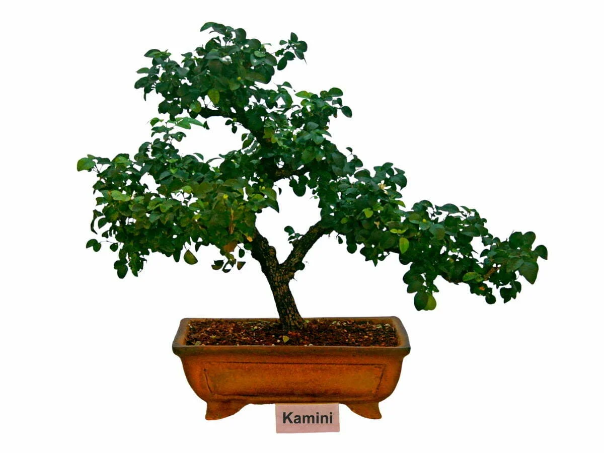 kamini bonsai trees