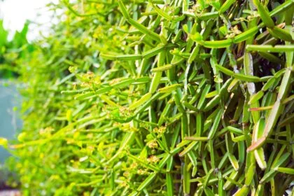 Veld Grape Plant (Cissus quadrangularis)