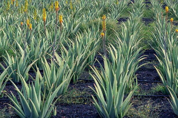 aloe vera