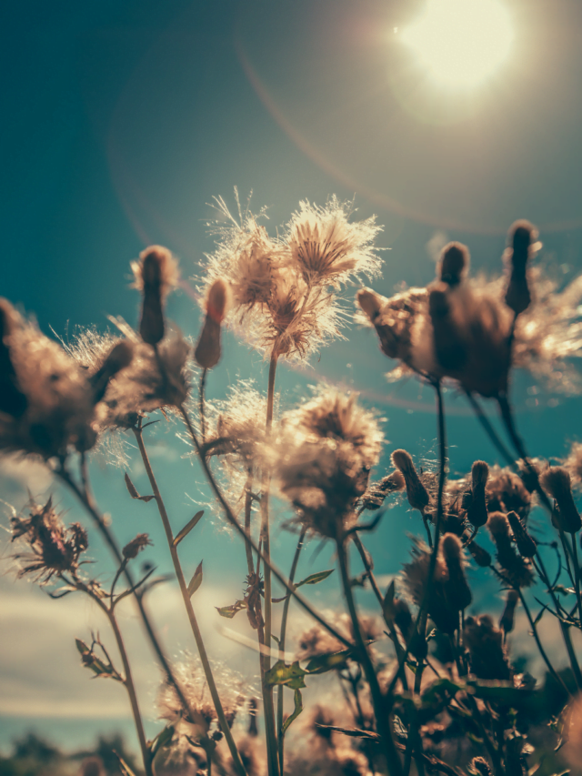 Blossoms in the Spotlight: Sun-Loving Flowers that Steal the Show