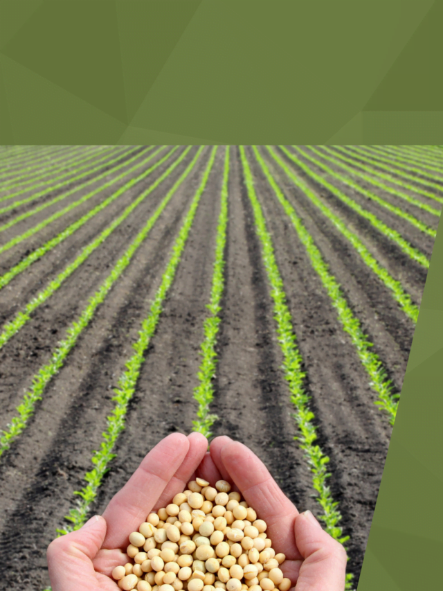 High-Yield Soybean Farming in India: Professional Insights