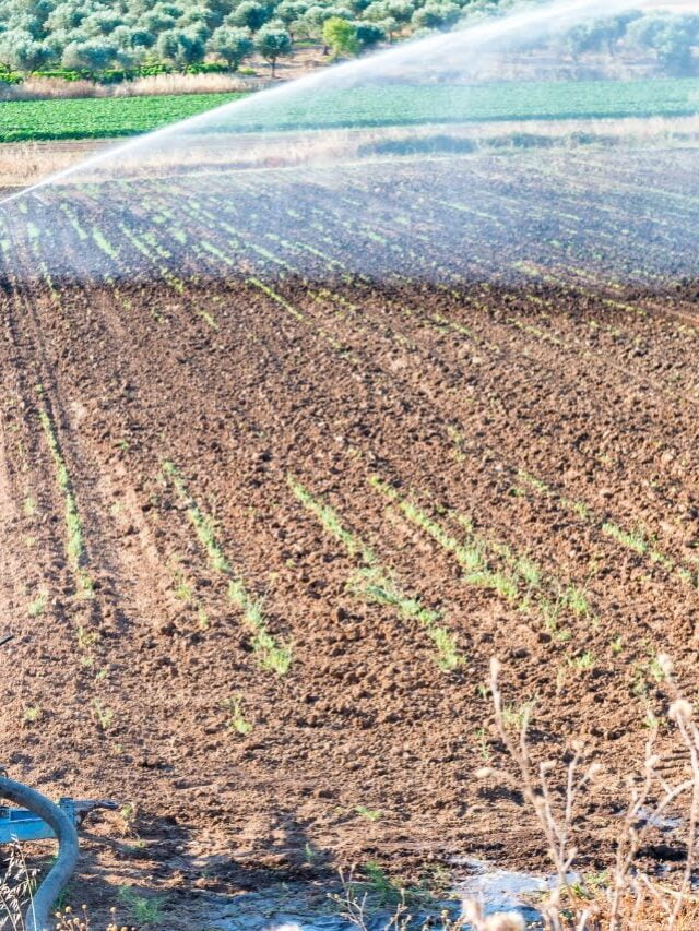 The ABC of NPK Fertilizers- Plant Nutrition for Flourishing Gardens