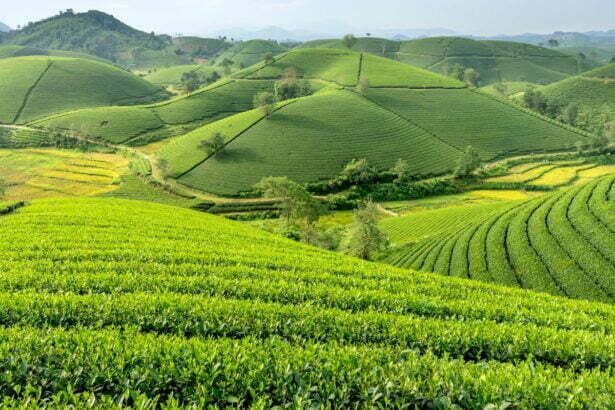 cropping season featured image