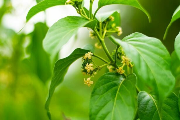 gurmar plant (Gymnema Sylvestre)