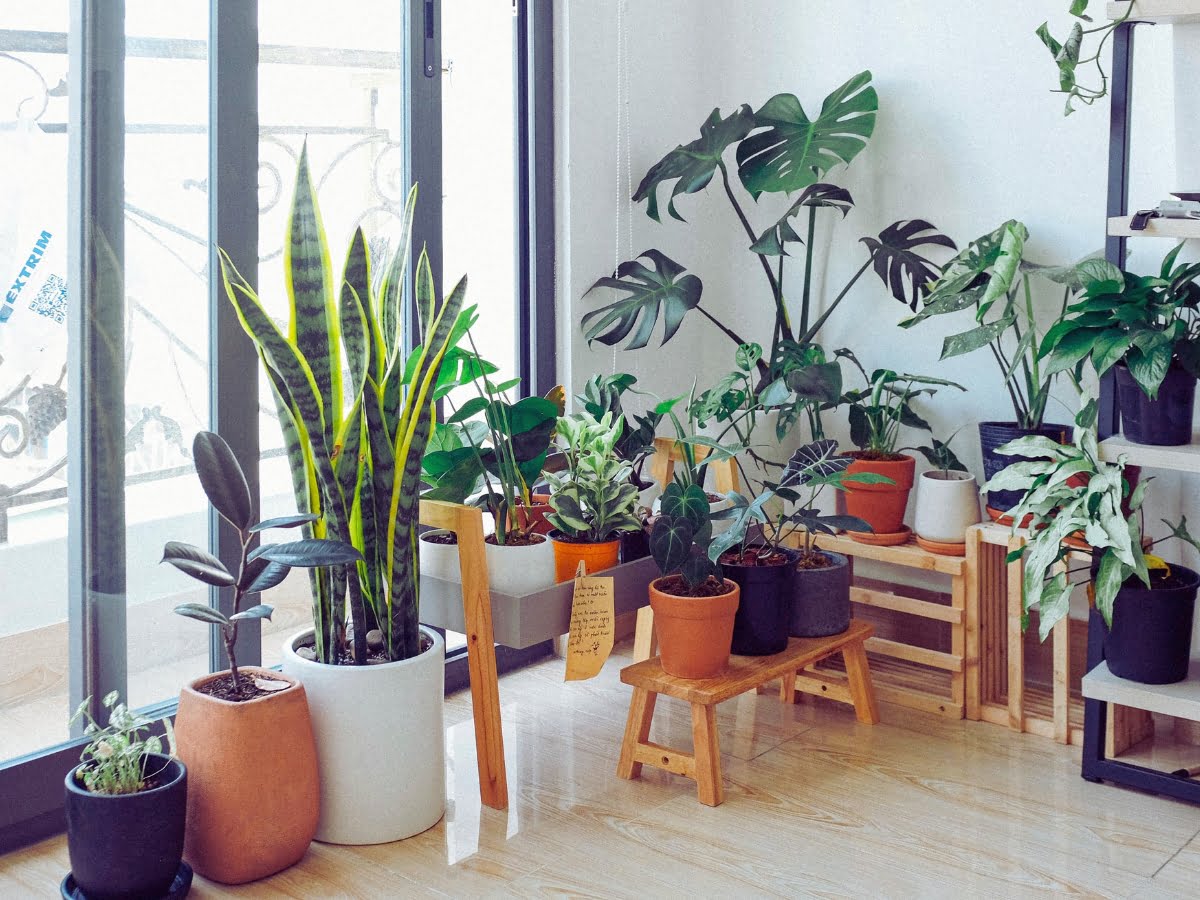 Importance of Gardening Indoor plants