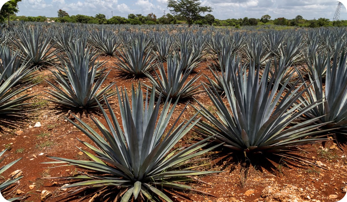 Agave and Aloe Vera - Hardy and Low-Maintenance Outdoor Plants