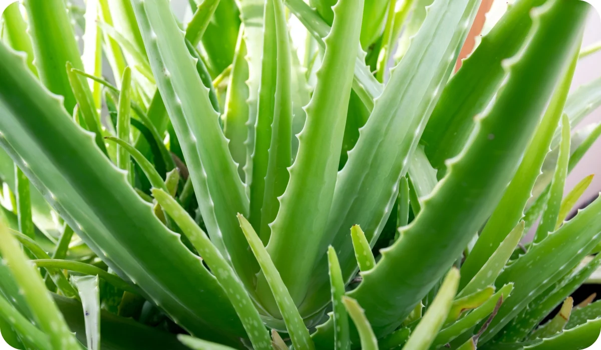 Aloe Vera - Hardy and Low-Maintenance Outdoor Plants
