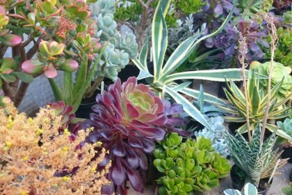 Best Outdoor Plants for Indian Gardens - Hardy and Low-Maintenance Outdoor Plants - cacti and succulents for Indian gardens