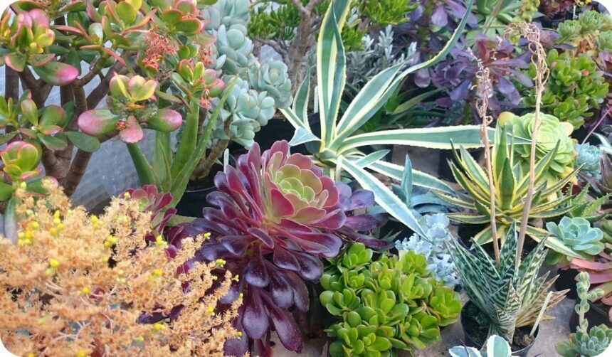 Best Outdoor Plants for Indian Gardens - Hardy and Low-Maintenance Outdoor Plants - cacti and succulents for Indian gardens