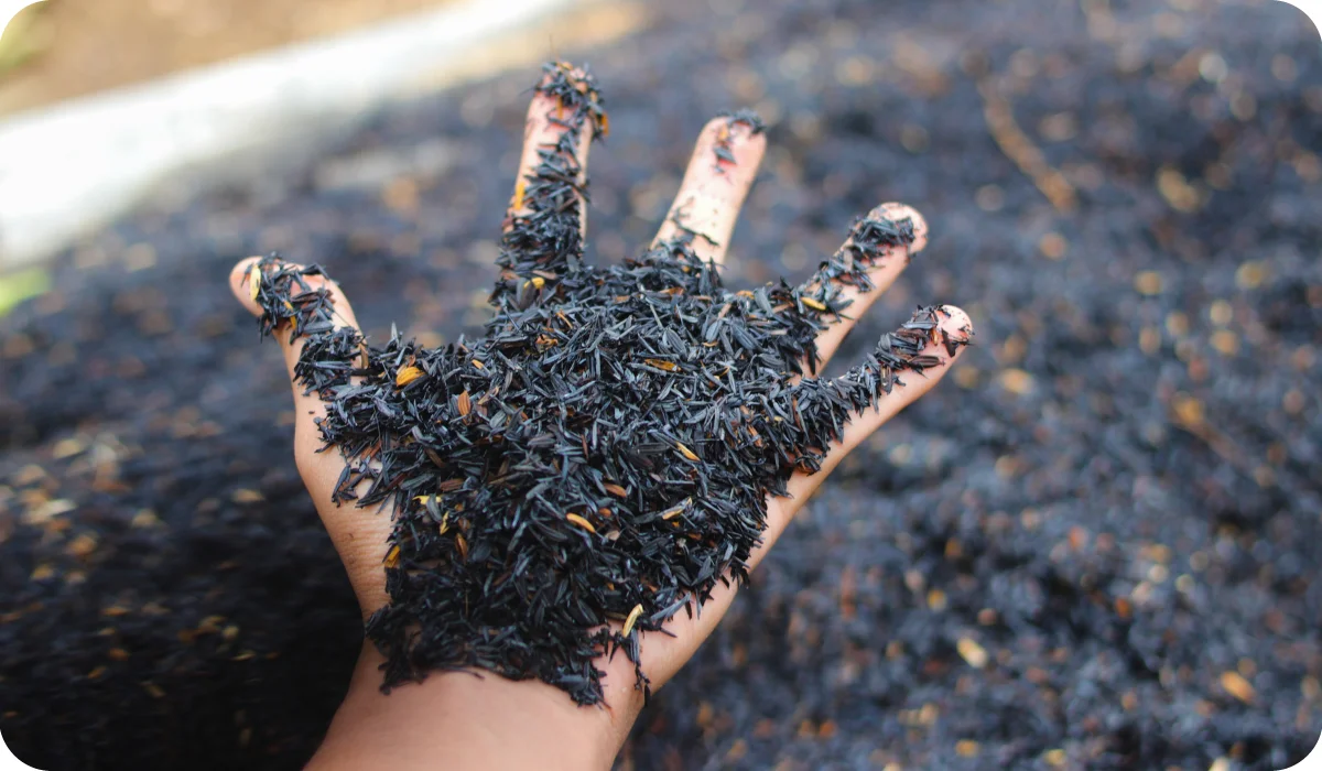"Burned Rice Husk / Rice Husk Charcoal or Rice husk ash (RHA) is generated by the burning of rice husk for planting media. Composting and gardening concept"
