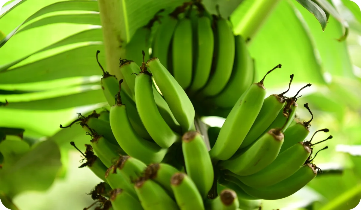 Banana- Fruit-Bearing Outdoor Plants