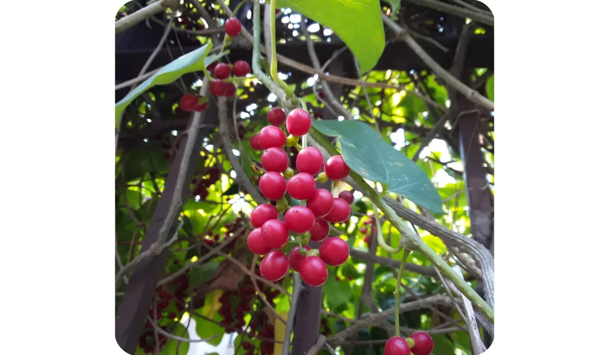 Beautiful Red Yellow Fruits of Giloi --- very useful to built immunity