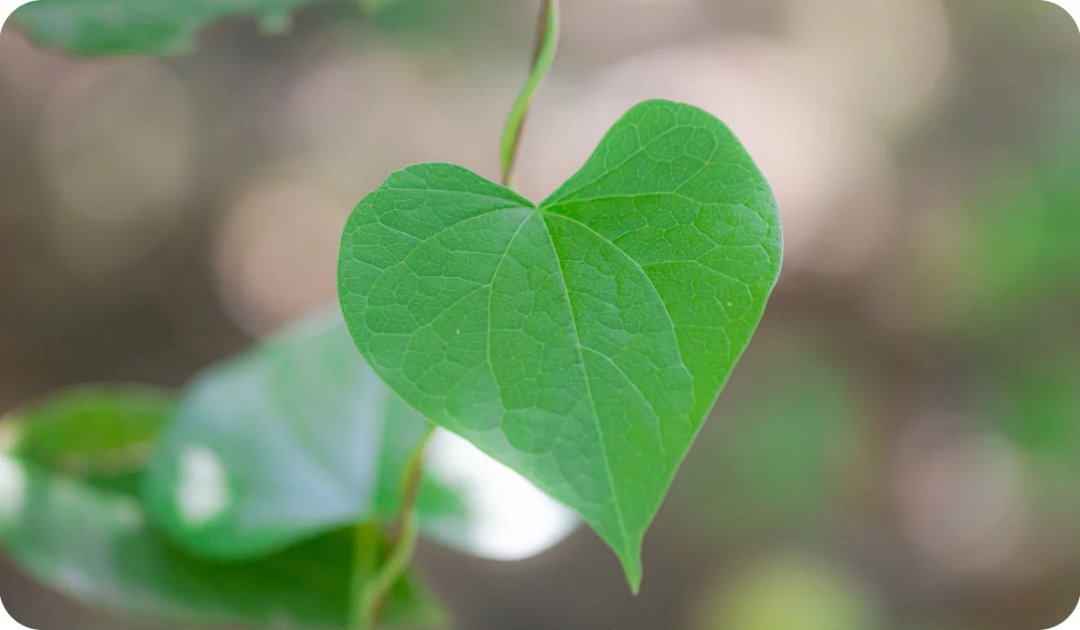 Close-up of Green leaves full of medicinal properties of Giloy growing on the vine of Giloy. most medicinal plant of Giloy photo . green leaves of Giloy