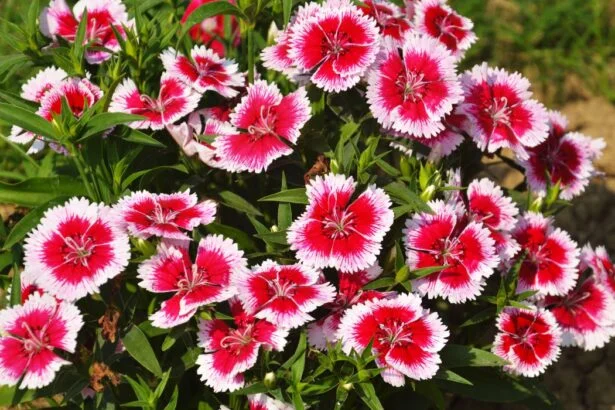 dianthus flower sweet william carnation