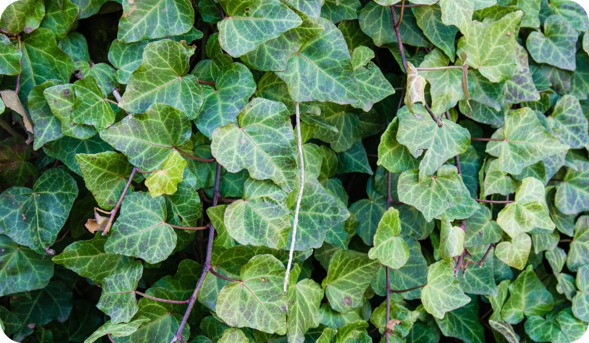English Ivy - Vertical Garden Plants for Indian Spaces