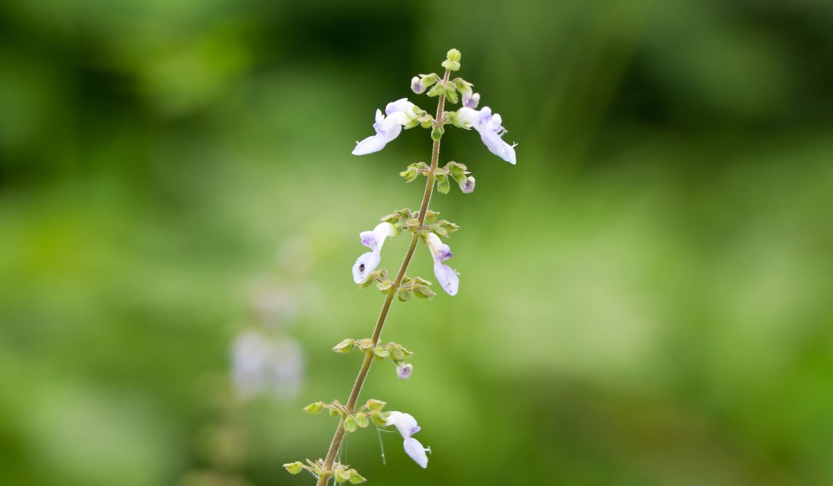 Flower of Mexican mint or Indian borage