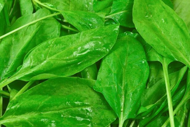 Fresh Spinach Leaves