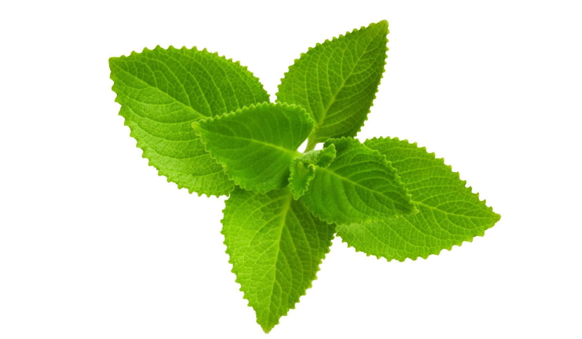 Herbal tea from indian borage, Plectranthus amboinicus