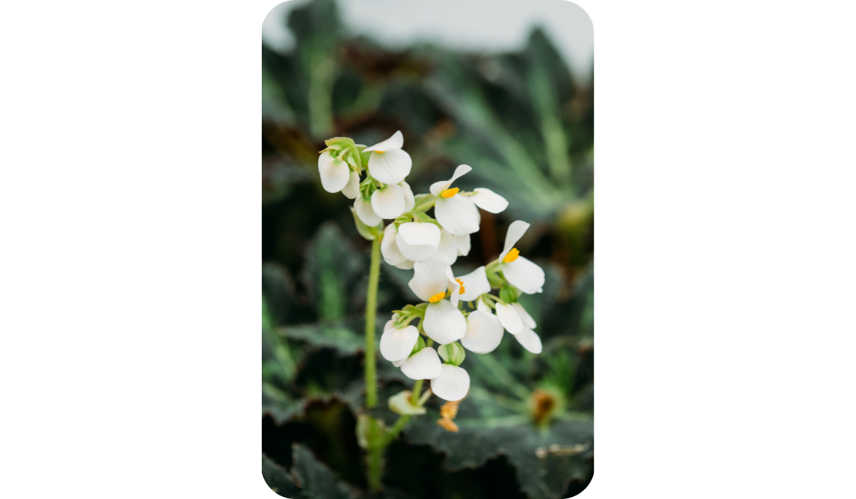 Green Leaves And Flower Of Plant Begonia Rex Putz, Commonly Known As King Begonia, Rex Begonia, Is A Rhizomatous Perennial From North India. It Is A Parent Of The Rex-Cultorum Begonias.