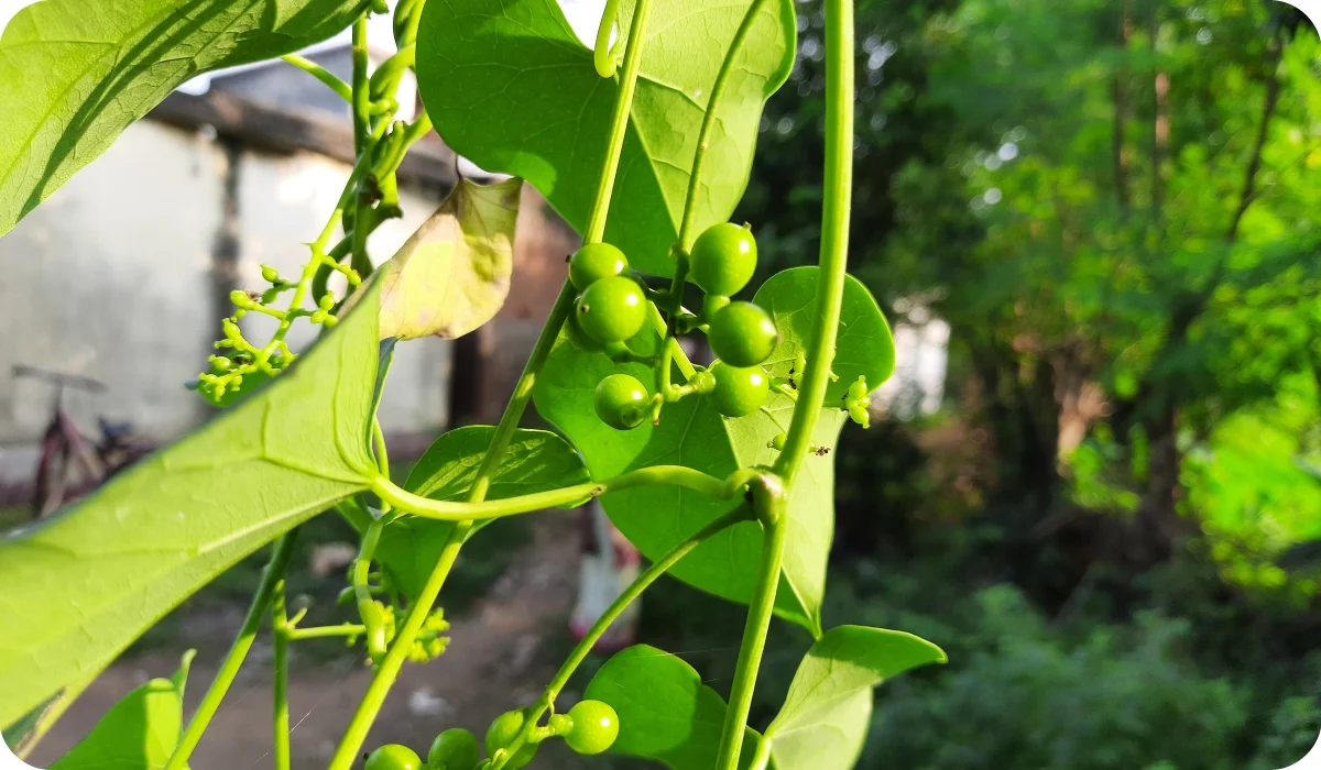 Green Giloi Fruit and Leaf - Healthy Food