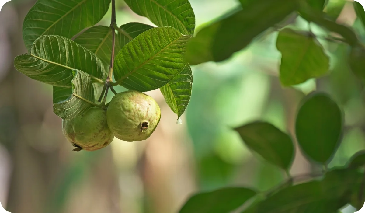 Guava - Fruit-Bearing Outdoor Plants