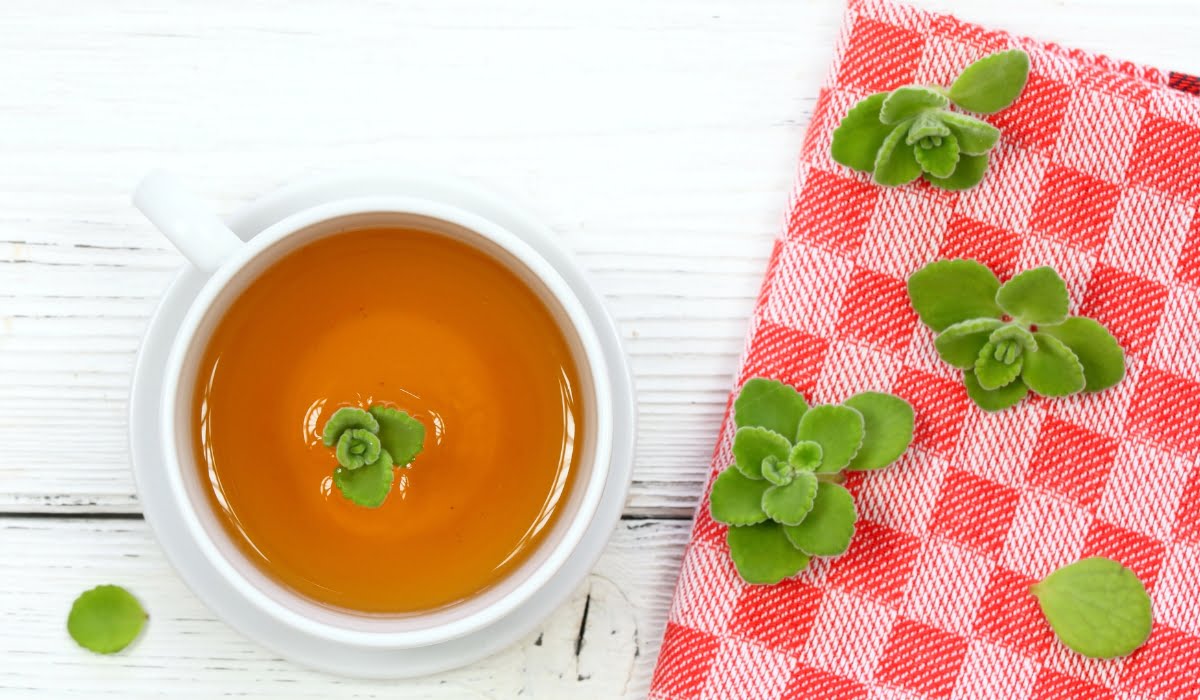 Herbal tea from indian borage, Plectranthus amboinicus