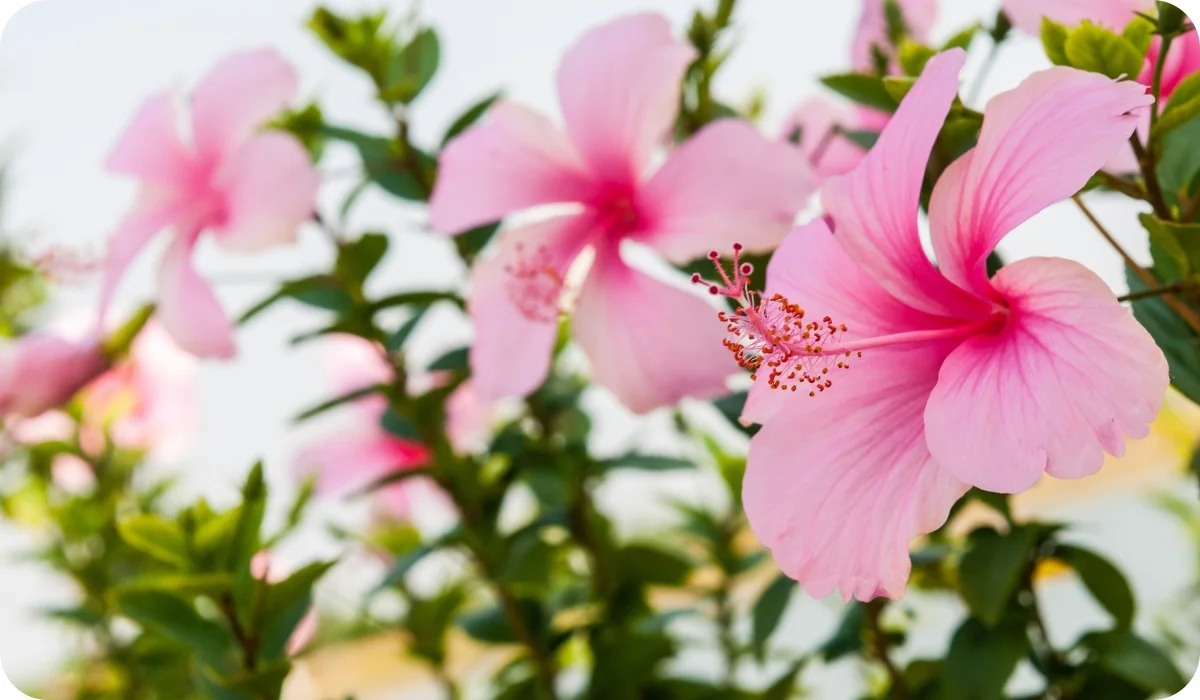 Hibiscus - Flowering Outdoor Plants