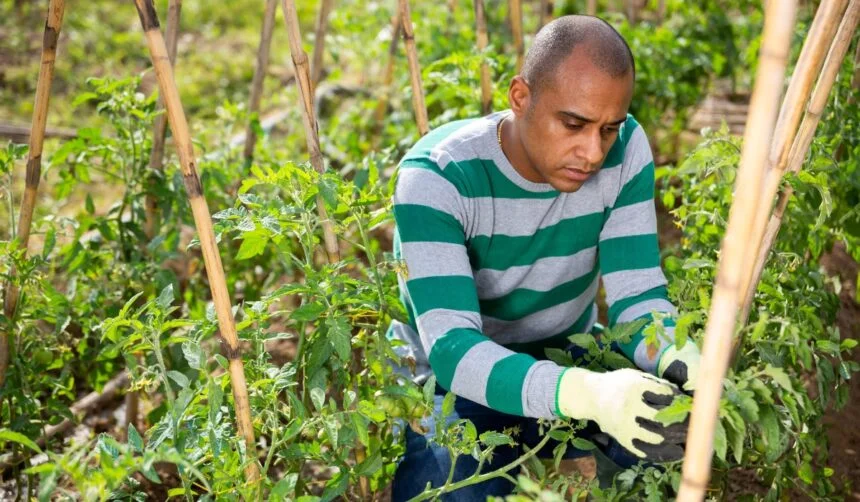 Introduction to Growing Tomatoes in India
