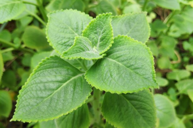 Indian Borage Plant ajwain plant