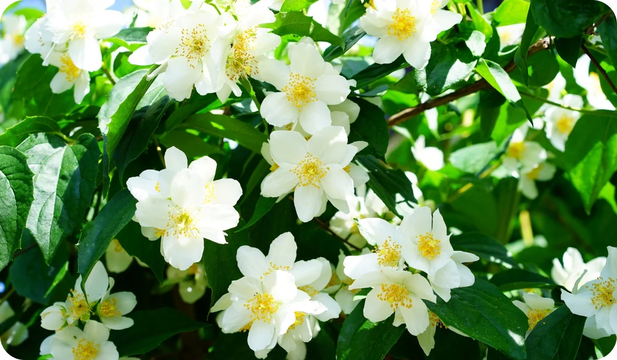 Jasmine - Flowering Outdoor Plants