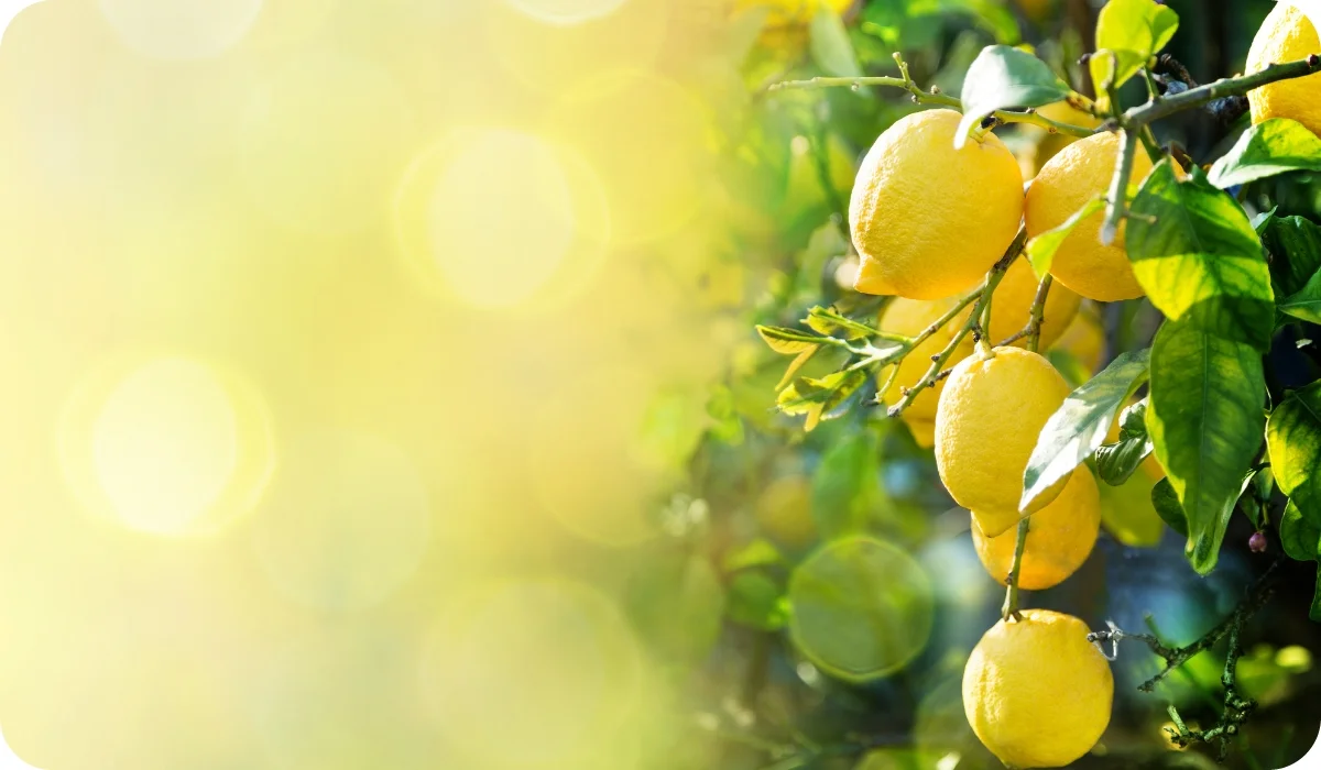 Lemon - Fruit-Bearing Outdoor Plants
