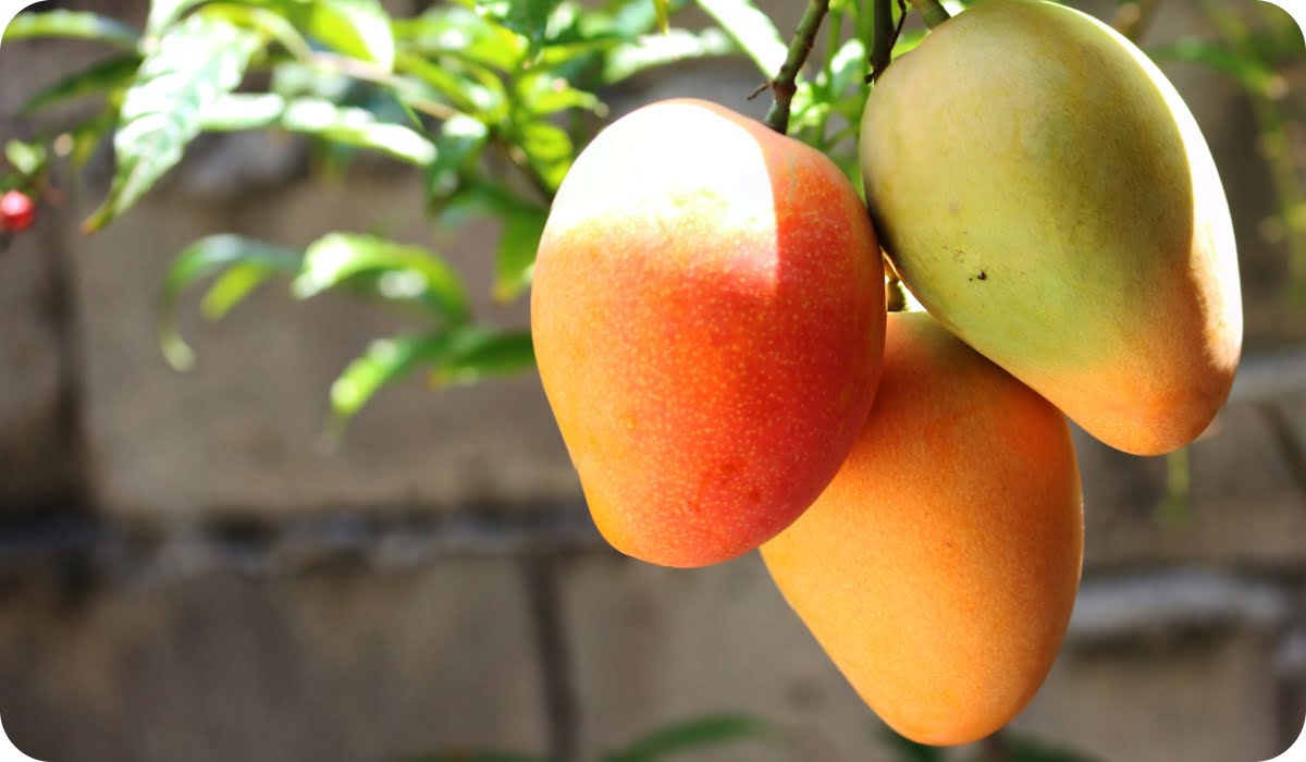 Mango - Fruit-Bearing Outdoor Plants