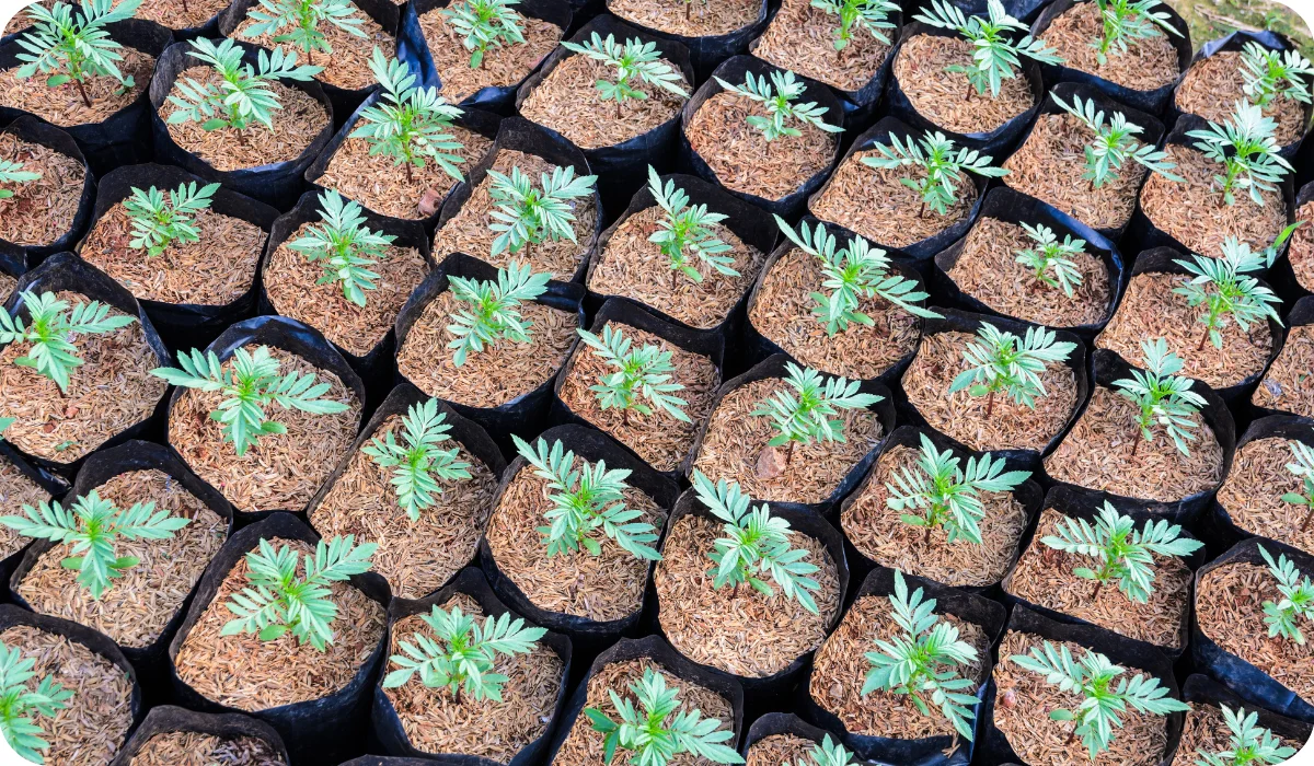 Mexican marigold or Tagetes erecta seedlings plant in a nursery with rice husk