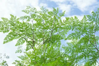 Munga Moringa Oleifera Tree