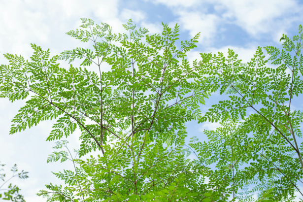 Munga Moringa Oleifera Tree