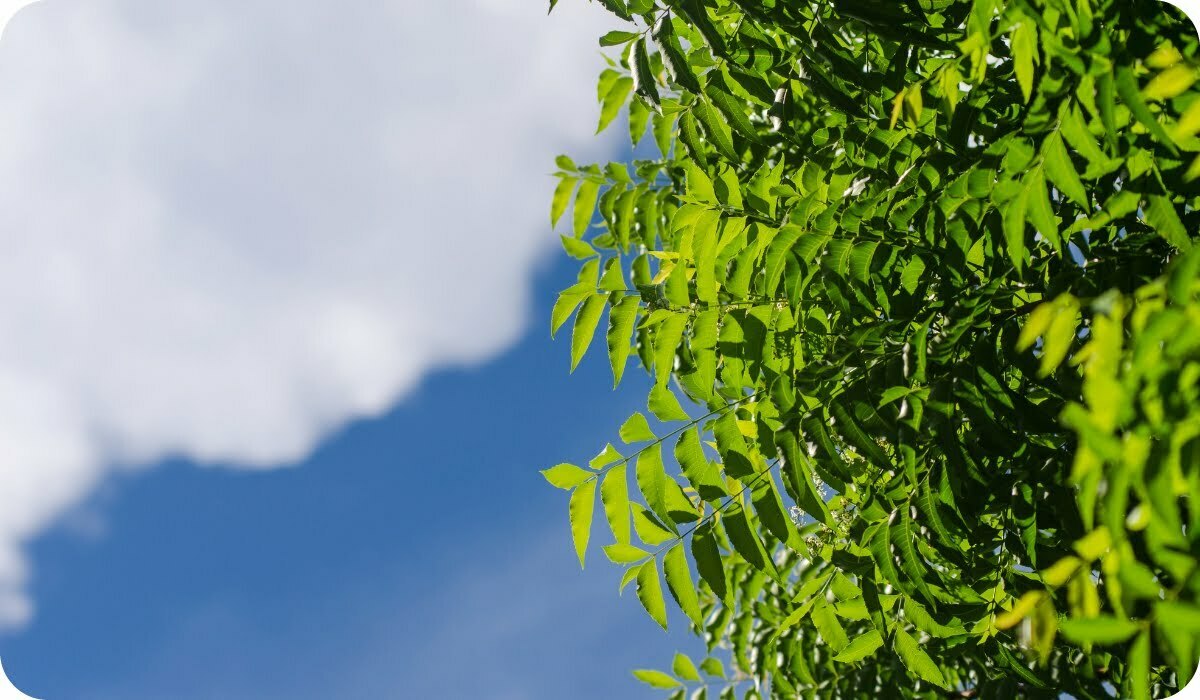 Neem - Aromatic and Medicinal Outdoor Plants