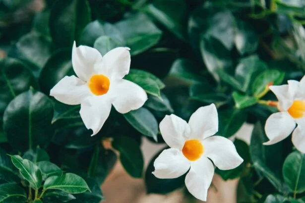 Night-Blooming Jasmine Raat ki rani flowers