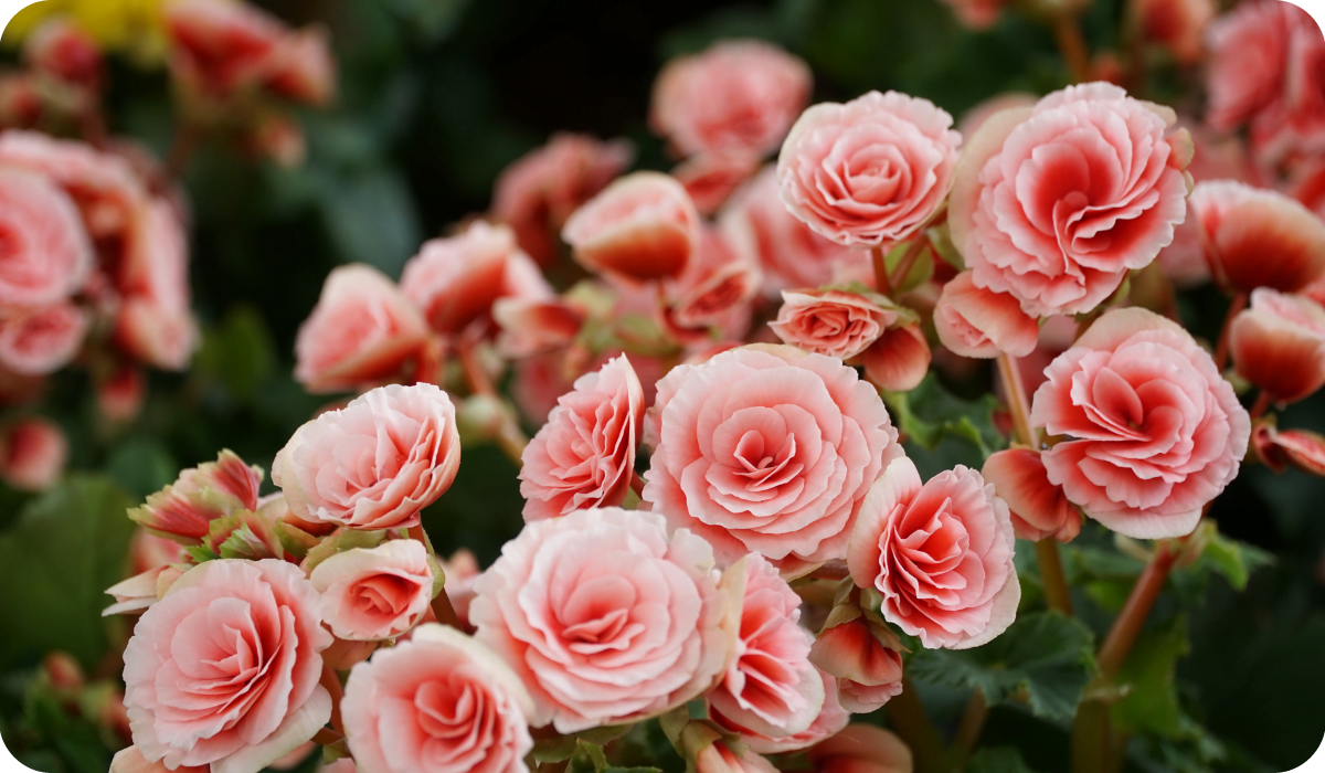 Numerous Bright Flowers of Tuberous Begonias (Begonia tuberhybrida)