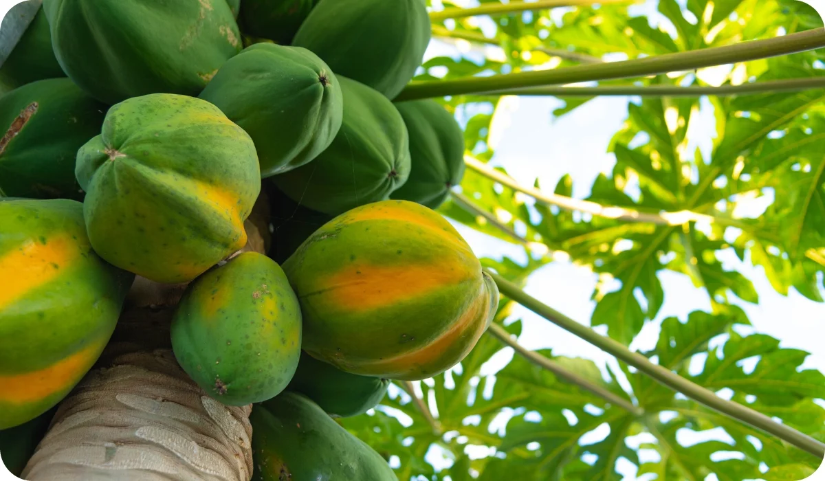 Papaya - Fruit-Bearing Outdoor Plants