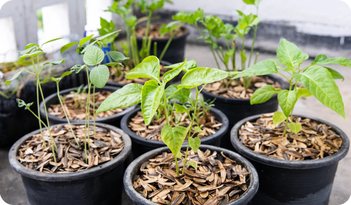 Plant pots with vegetables and herbs planted in Light Soil, Covered with Semi Burnt Rice Husk