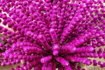 Purple amaranth flower bouquet background image